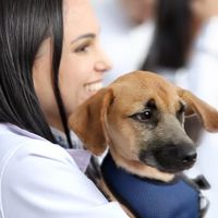 Sencipet Hospital Veterinário