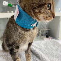 Friends Medicina Felina - Hospital Veterinário Exclusivo para Gatos