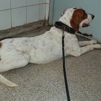 Hospital Veterinário da UEL