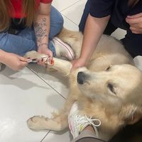 Hospital Veterinário Guanabara