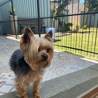 Animale Clínica veterinária