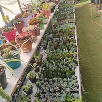 Suculentas & artes viveiro de suculentas mudas de plantas flores ornamentais