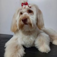 Clínica Veterinária e Pet Shop Pato Vet
